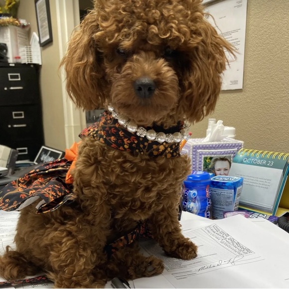 HP🎉NWT DOG NECKLACE - Picture 6 of 10